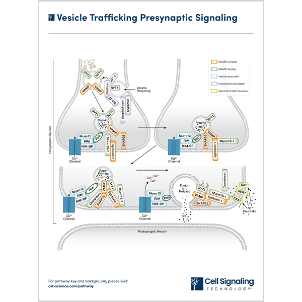 Vesicle Trafficking Presynaptic Signaling