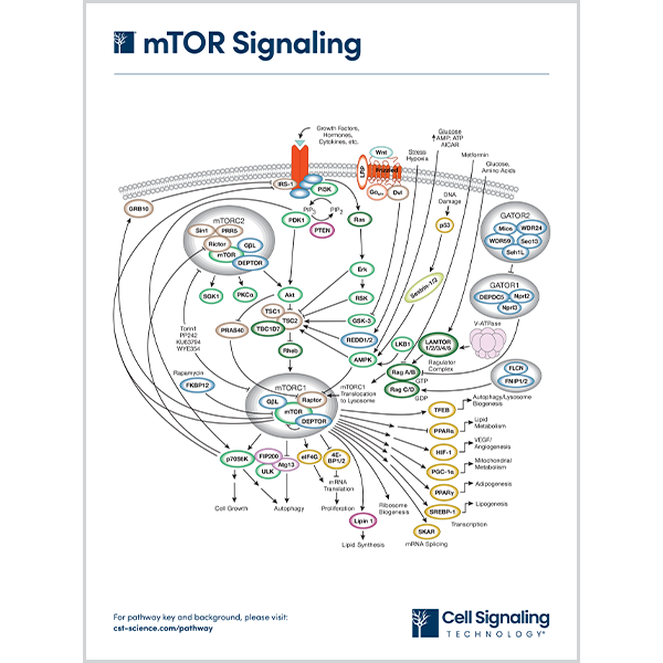 mTOR Signaling