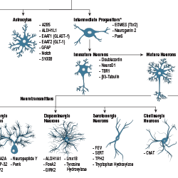 Neuronal and Glial Cell Marker Atlas