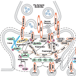 Post-Synaptic Signaling