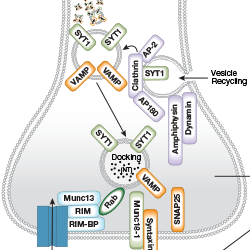 Vesicle Trafficking / Presynaptic Signaling