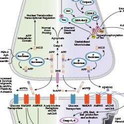 Alzheimer's Disease Signaling