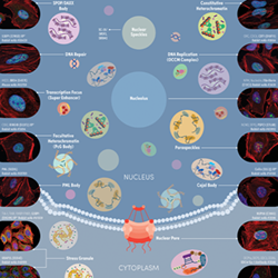 Biomolecular Condensate Markers