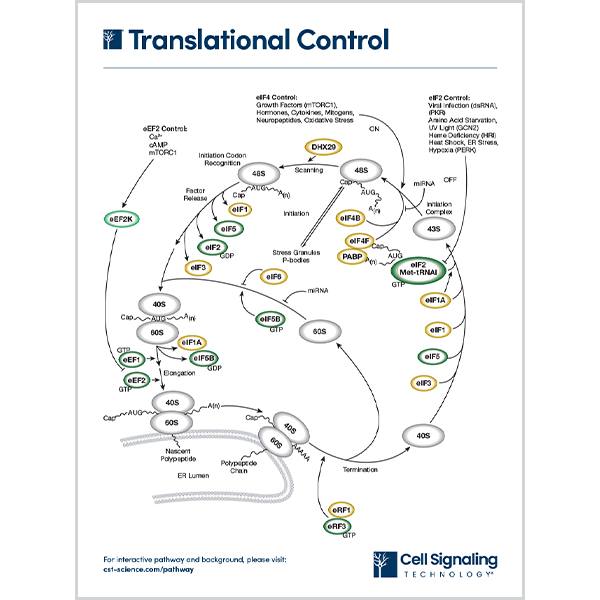 Translational Control