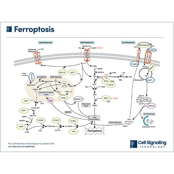 Ferroptosis Pathway