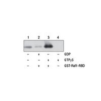 Western blot analysis of cell lysate and eluted samples performed using  a Ras mouse mAb.