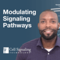 Thumbnail of video. Text reads Modulating Signaling Pathways
