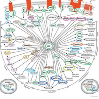 PI3K/Akt signaling pathway diagram thumbnail.