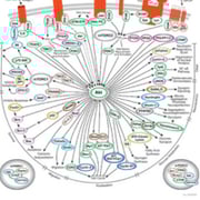 PI3K/Akt signaling pathway diagram thumbnail.