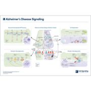 Alzheimer's Disease Signaling Pathway