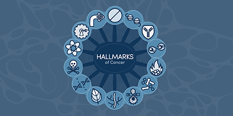 26-HMC-70100 Hallmarks of Cancer Wheel_Hubspot_Form_Page_Banner_480x240