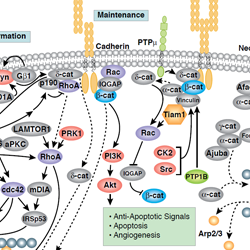 Adherens Junction Dynamics-thumb