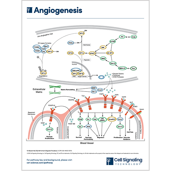 DOWNLOAD | CST Signaling Pathways and Diagrams