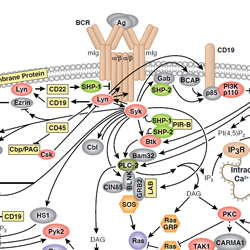 B Cell Receptor Signaling-thumb (1)