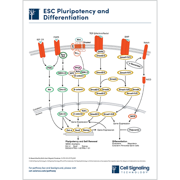 ESC Pluripotency and Differentiation