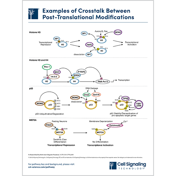 Crosstalk Between Post-Translational Modifications