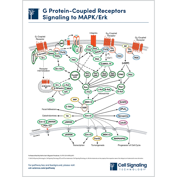 G Protein-Coupled Receptors Signaling to MAPK-Erk