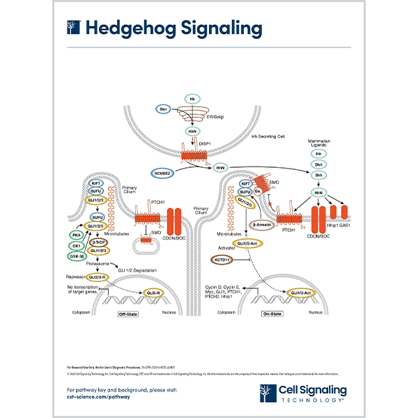 Hedgehog Signaling