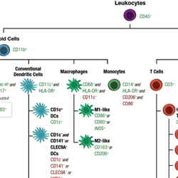 Human Immune Cell Marker Guide for Flow Cytometry-thumb