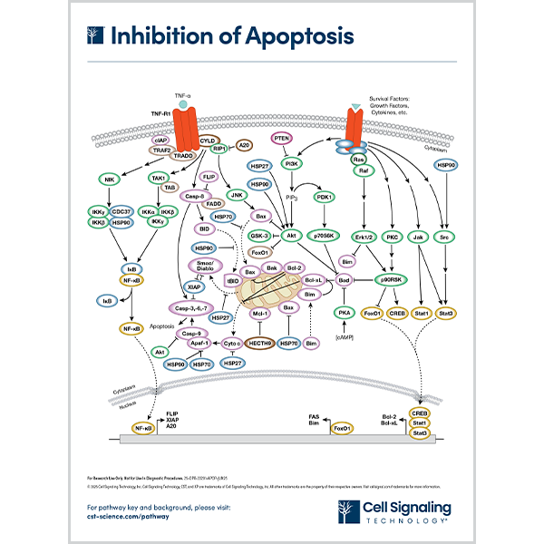 Inhibition of Apoptosis