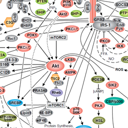 Insulin & Glucose Signaling-thumb