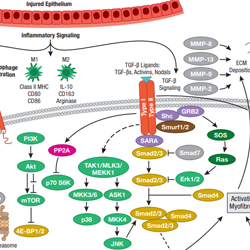 Mechanism of Fibrosis-thumb