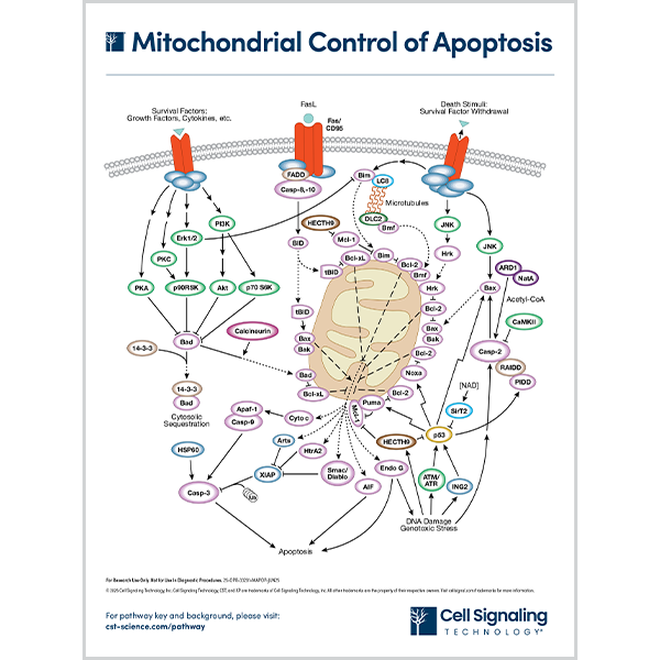 Mitochondrial Control of Apoptosis