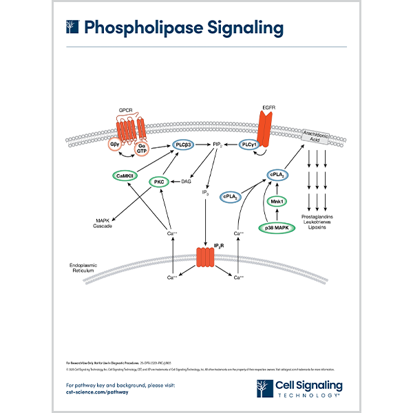 Phospholipase Signaling