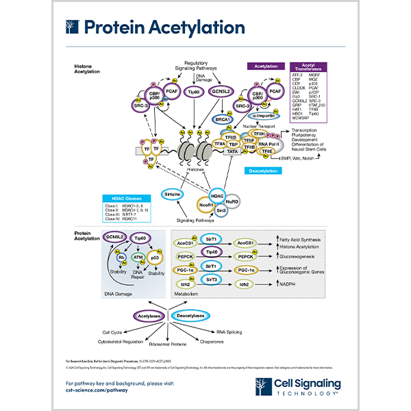 Protein Acetylation