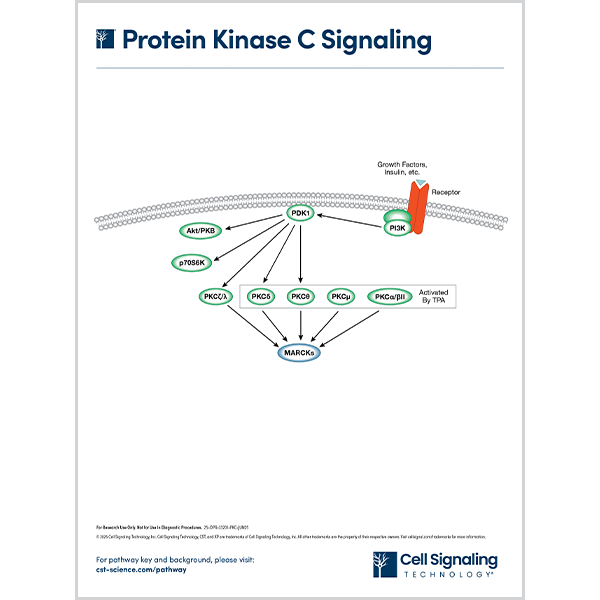 Protein Kinase C Signaling