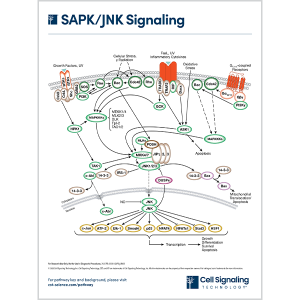 SAPK-JNK Signaling