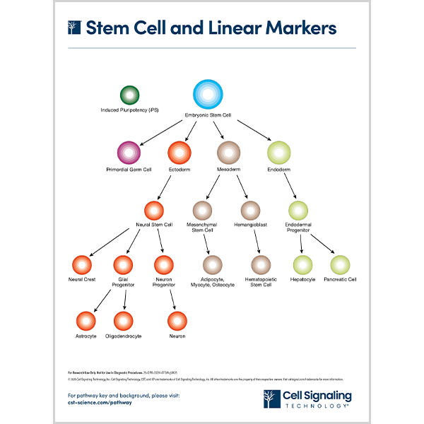 Stem Cell and Linear Markers