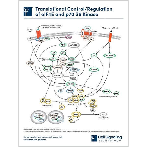 Translational Control/Regulation of eIF4E and p70 S6 Kinase