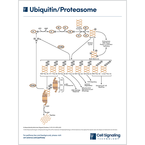 Ubiquitin/Proteasome