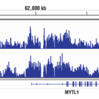 A genome browser view showing SimpleChIP® data of binding of both EZH2 and H3K27me3 across MYT1, a known target gene of H3K27me3.