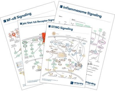 Innate Immunity Pathway Diagrams_Thumbail