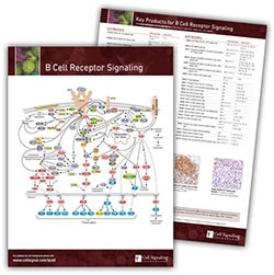 B Cell Receptor Signaling Pathway