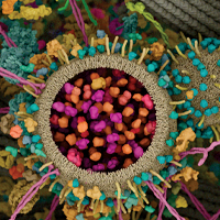 Cell Cycle & DNA Damage/Repair