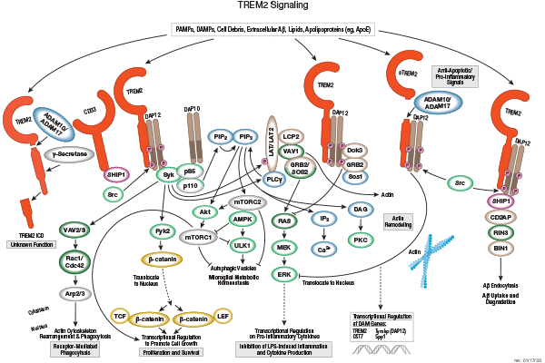 TREM2 Signaling pathway diagram to help you identify your next research target.