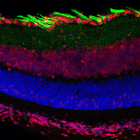 Confocal immunofluorescent analysis of fixed frozen mouse retina, labeled with β3-Tubulin (E9F3E) Mouse mAb (green, Mouse IgG1), Lamin A/C (4C11) Mouse mAb #4777 (red, Mouse IgG2a), and DAPI #8961 (blue).