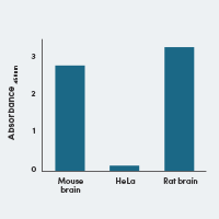 FastScan™ Phospho-Tau (Thr181) ELISA Kit #58537