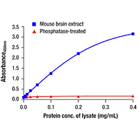 Line graph showing absorbance versus protein concentration of lysate. The phsophatase-treated line remains level while the mouse brain extract increases.
