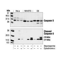 Western Blot using Cleaved Caspase-3 (Asp175) Antibody #9661