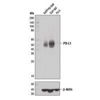 Western Blot using PD-L1 (E1L3N®) XP® Rabbit mAb #13684