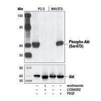 Western blot using Phospho-Akt (Ser473) (D9E) XP® Rabbit mAb #4060
