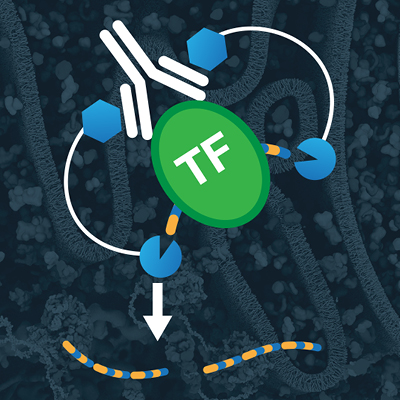 Comparing ChIP and CUT&RUN validated STAT1 antibody performance