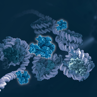 A winding graphical representation of interactions between proteins and chromatin.