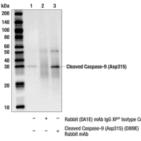 Immunoprecipitation of Cleaved Caspase-9 (Asp315) protein from Jurkat + Etoposide #2200 cell extracts. Lane 1 is 10% input, lane 2 is Rabbit (DA1E) mAb IgG XP® Isotype Control #3900, and lane 3 is Cleaved Caspase-9 (Asp315) (D8I9E) Rabbit mAb. Western blot analysis was performed using Cleaved Caspase-9 (Asp315) (D8I9E) Rabbit mAb. Mouse Anti-rabbit IgG (Conformation Specific) (L27A9) mAb #3678 was used as a secondary antibody.