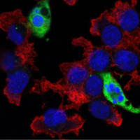 Confocal immunofluorescent images of HT-29 cells, Staurosporine #9953 treated,labeled with Cleaved Caspase-3 (Asp175) (5A1E) Rabbit mAb. Actin filaments have been labeled with Alexa Fluor® 555 phalloidin #8953, and DRAQ5® #4084 (fluorescent DNA dye).