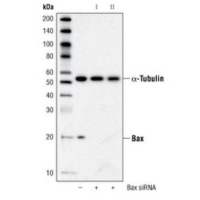 Western blot analysis of extracts from HeLa cells, transfected with 100 nM SignalSilence® Control siRNA (Fluorescein Conjugate) #6201 (-), SignalSilence® Bax siRNA I (+) or SignalSilence® Bax siRNA II (+), using Bax Antibody and α-Tubulin (11H10) Rabbit mAb #2125. The Bax Antibody confirms silencing of Bax expression and α-Tubulin (11H10) Rabbit mAb is used to control for loading and specificity of Bax siRNA.